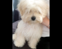 Arlo