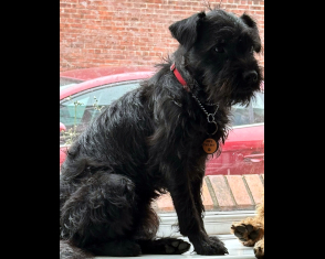 Buster