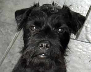 Buster