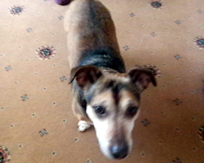 Yorkshire Coast Dogs For Adoption