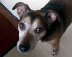 Yorkshire Coast Dogs For Adoption