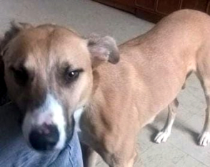 Yorkshire Coast Dogs For Adoption