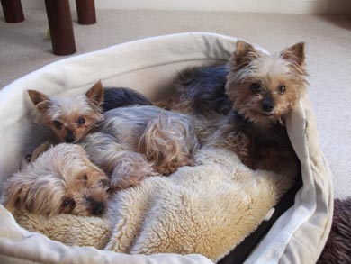 rescue dogs yorkies yorkie rescue nyjpg breeds picture rescue dogs yorkies yorkie rescue nyjpg breeds picture