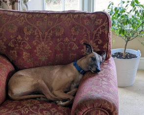 Yorkshire Coast Dogs For Adoption