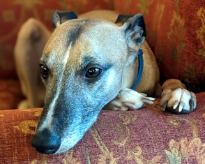 Yorkshire Coast Dogs For Adoption