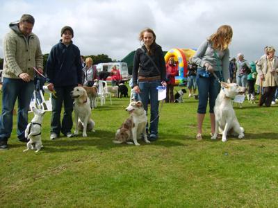 Dog Show