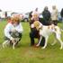 Best in Show