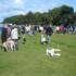 Dog Show