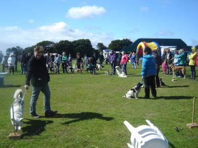 Dog Show