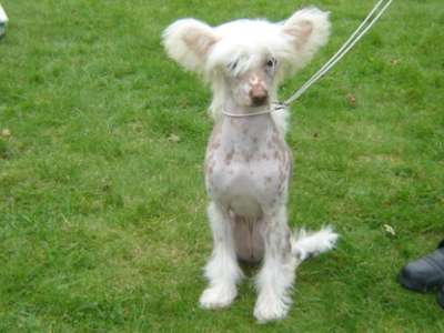 Dog Show