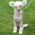 Dog Show