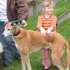 Dog Show