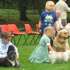 Dog Show