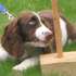 Dog Show