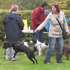 Dog Show