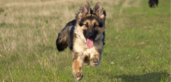 Yorkshire Coast Dog Rescue