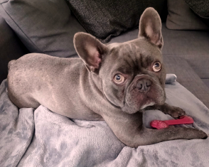 Albert