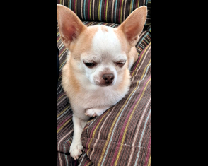 Dexter
