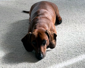 Dexter